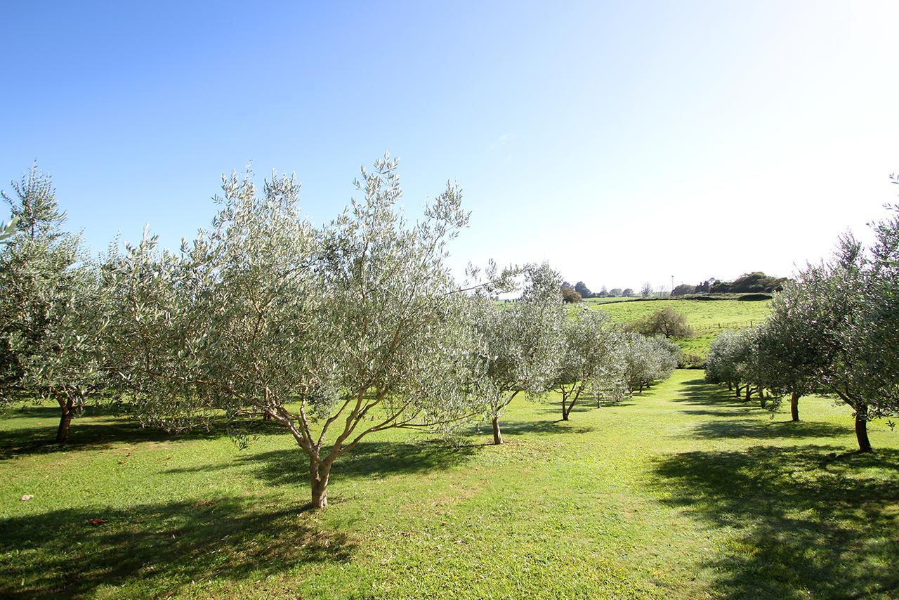Ohaupo Olives Bed and Breakfast Exteriör bild